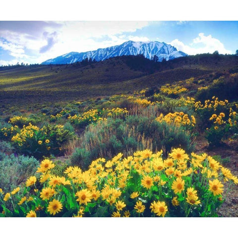California, Sierra Nevada Flowers in the Sierras White Modern Wood Framed Art Print by Talbot Frank, Christopher