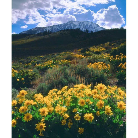 California, Sierra Nevada Flowers in the Sierras Gold Ornate Wood Framed Art Print with Double Matting by Talbot Frank, Christopher