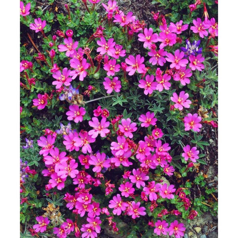 California, Sierra Nevada Flowers in the Sierras Black Modern Wood Framed Art Print with Double Matting by Talbot Frank, Christopher