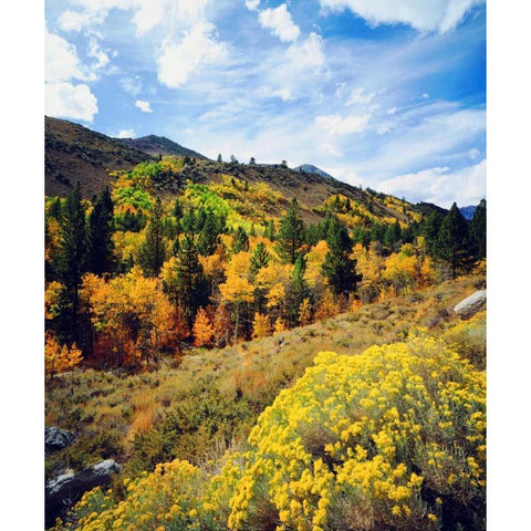 CA, Sierra Nevada Flowers and autumn White Modern Wood Framed Art Print by Talbot Frank, Christopher