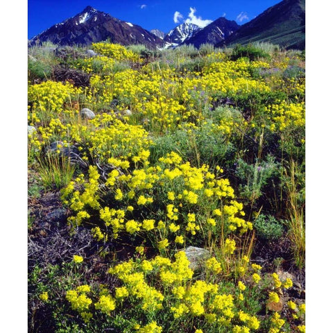 CA, Sierra Nevada flowers in the High Sierra Black Modern Wood Framed Art Print by Talbot Frank, Christopher