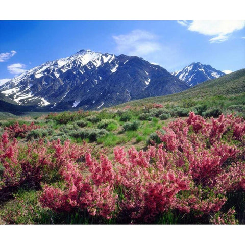 California, Sierra Nevada flowers in the Sierras Gold Ornate Wood Framed Art Print with Double Matting by Talbot Frank, Christopher