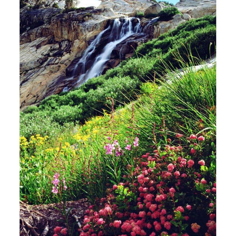 California, Sierra Nevada flowers in the Sierras Black Modern Wood Framed Art Print by Talbot Frank, Christopher