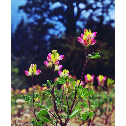 California, Sierra Nevada flowers in the Sierras Black Modern Wood Framed Art Print by Talbot Frank, Christopher