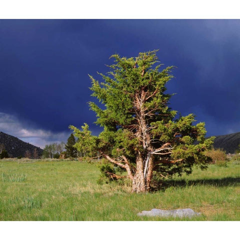 CA, Sierra Nevada Juniper trees and storm clouds Black Modern Wood Framed Art Print by Talbot Frank, Christopher