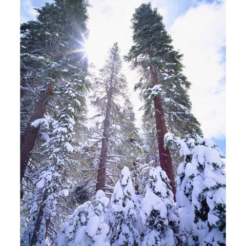 California, High Sierra, Snow-covered Red Fir Black Modern Wood Framed Art Print with Double Matting by Talbot Frank, Christopher