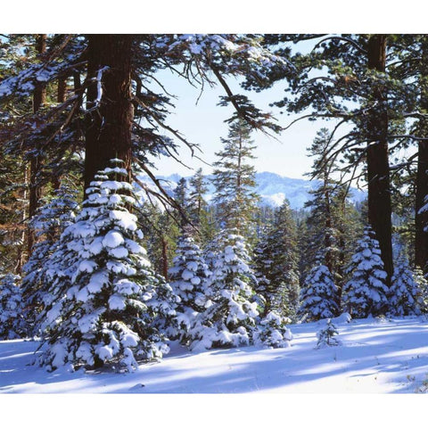 California, High Sierra, Snow-covered Red Fir Gold Ornate Wood Framed Art Print with Double Matting by Talbot Frank, Christopher