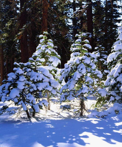 California, High Sierra, Snow-covered Red Fir Black Ornate Wood Framed Art Print with Double Matting by Talbot Frank, Christopher