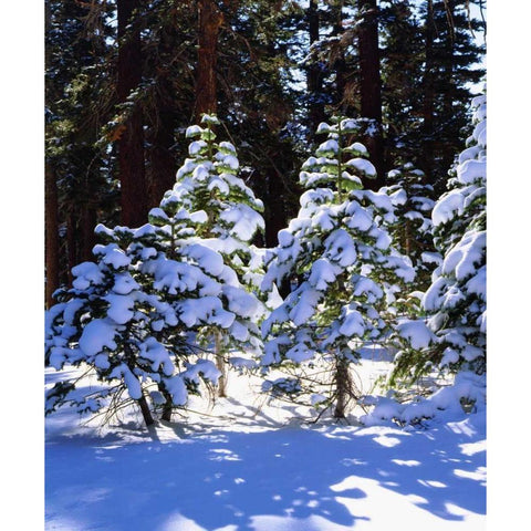 California, High Sierra, Snow-covered Red Fir White Modern Wood Framed Art Print by Talbot Frank, Christopher