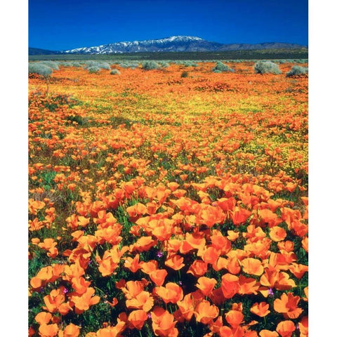 CA, Antelope Valley covered in California Poppies Black Modern Wood Framed Art Print by Talbot Frank, Christopher