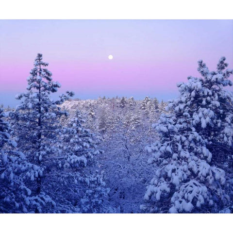 CA, snowy trees in the Laguna Mts at Sunrise Black Modern Wood Framed Art Print by Talbot Frank, Christopher