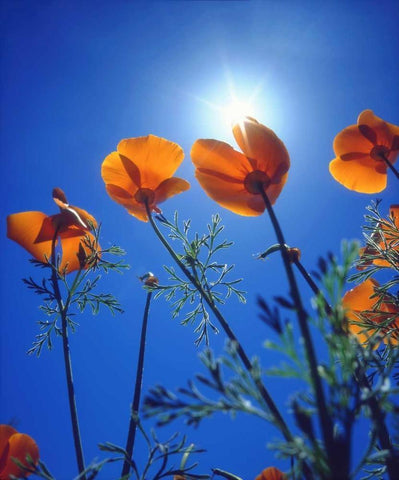 California, Suns rays though a California Poppy White Modern Wood Framed Art Print with Double Matting by Talbot Frank, Christopher