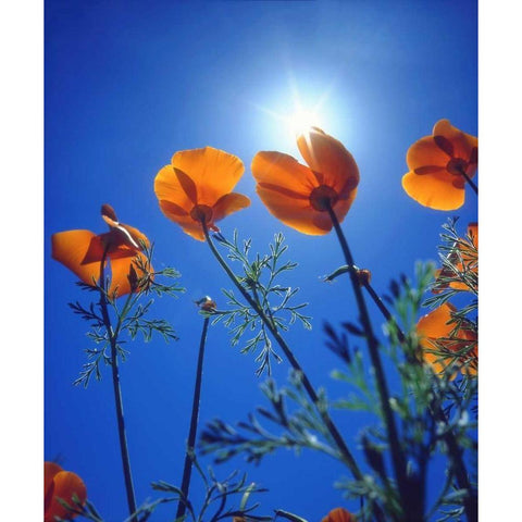 California, Suns rays though a California Poppy Black Modern Wood Framed Art Print by Talbot Frank, Christopher