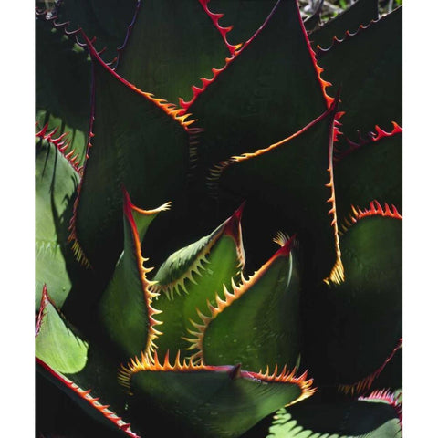 CA, Torrey Pines SP Patterns of an Agave plant Black Modern Wood Framed Art Print by Talbot Frank, Christopher