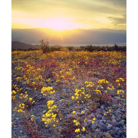 USA, California, Wildflowers in Death Valley NP White Modern Wood Framed Art Print by Talbot Frank, Christopher