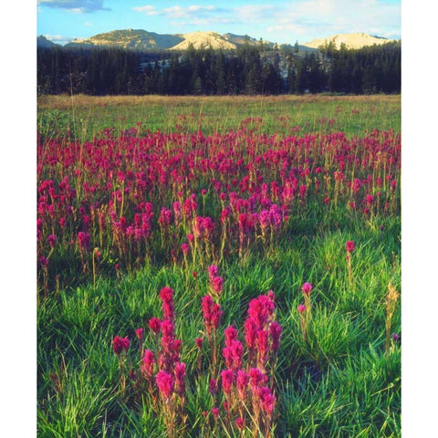 California, flowers in the Sierra Nevada Mts Black Modern Wood Framed Art Print by Talbot Frank, Christopher