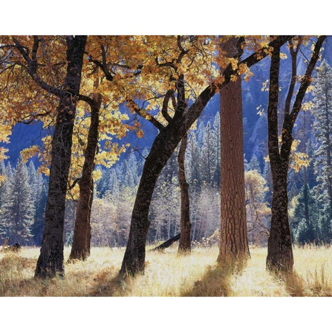 California, Yosemite Forest with autumn foliage Black Modern Wood Framed Art Print by Talbot Frank, Christopher