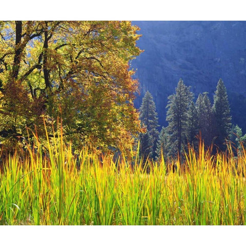 California, Yosemite Oak with autumn foliage Black Modern Wood Framed Art Print by Talbot Frank, Christopher