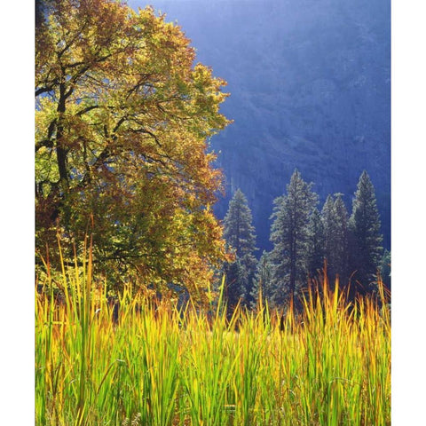 California, Yosemite Oak with autumn foliage Black Modern Wood Framed Art Print by Talbot Frank, Christopher