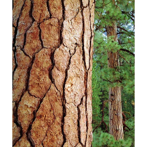USA, California, Yosemite NP Ponderosa Pine White Modern Wood Framed Art Print by Talbot Frank, Christopher