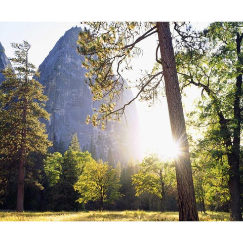 California, Yosemite Sunset through the forest Black Modern Wood Framed Art Print by Talbot Frank, Christopher