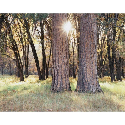 California, Yosemite Sunset through the forest Black Modern Wood Framed Art Print by Talbot Frank, Christopher