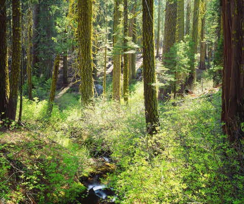 CA, A lush forest in the Western High Sierra Black Ornate Wood Framed Art Print with Double Matting by Talbot Frank, Christopher