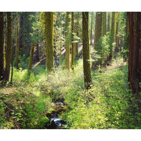 CA, A lush forest in the Western High Sierra Black Modern Wood Framed Art Print by Talbot Frank, Christopher