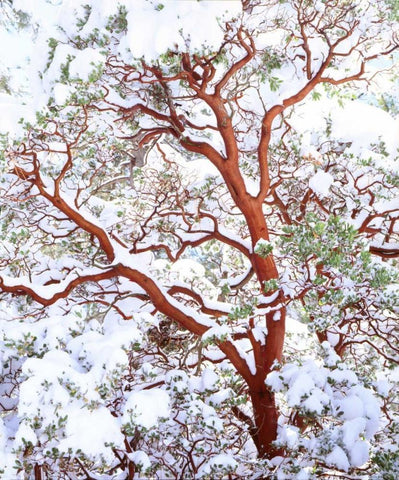 USA, California A snow-covered manzanita bush Black Ornate Wood Framed Art Print with Double Matting by Talbot Frank, Christopher