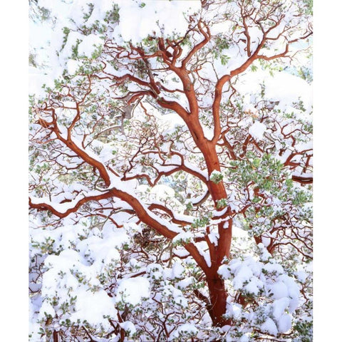 USA, California A snow-covered manzanita bush Black Modern Wood Framed Art Print by Talbot Frank, Christopher