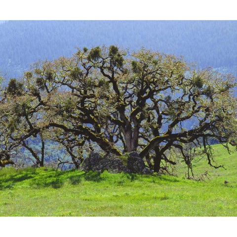 California Oak tree in a clearing in the forest Black Modern Wood Framed Art Print by Talbot Frank, Christopher