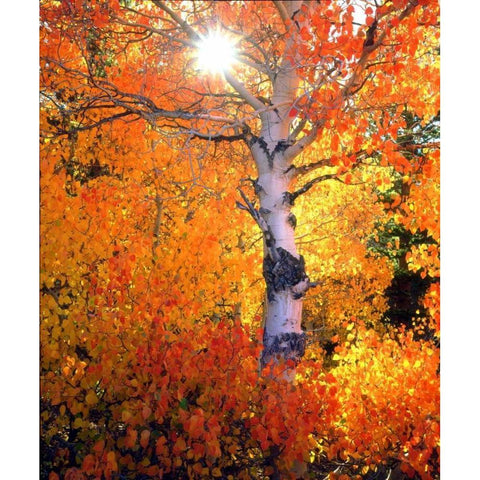 CA, Autumn of aspen trees in the Sierra Nevada Black Modern Wood Framed Art Print by Talbot Frank, Christopher