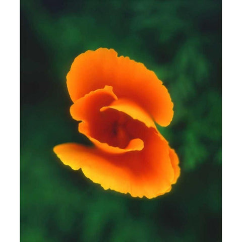 CA, California Poppy, the official state flower White Modern Wood Framed Art Print by Talbot Frank, Christopher