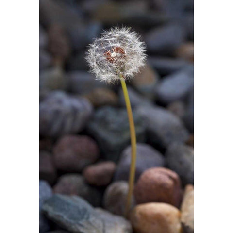 USA, California Dandelion and river rock Black Modern Wood Framed Art Print by Talbot Frank, Christopher