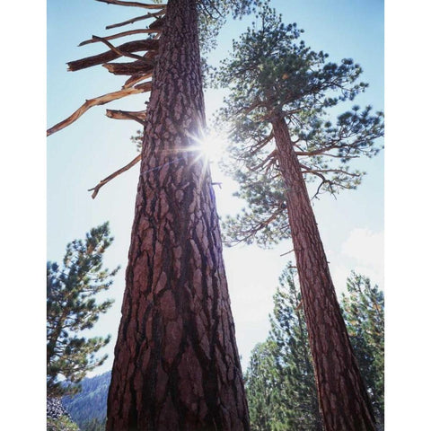 CA, Ponderosa Pine trees in the High Sierra Black Modern Wood Framed Art Print by Talbot Frank, Christopher