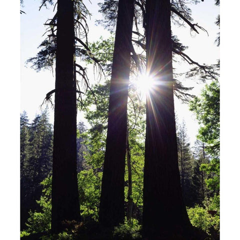 CA, Old-growth Red Fir trees in the High Sierra White Modern Wood Framed Art Print by Talbot Frank, Christopher