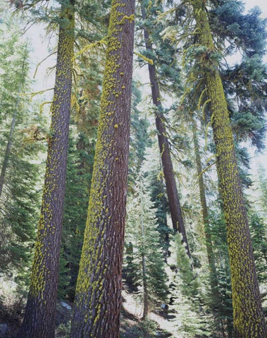 CA, Old-growth Red Fir trees in the High Sierra Black Ornate Wood Framed Art Print with Double Matting by Talbot Frank, Christopher