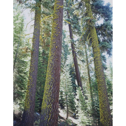 CA, Old-growth Red Fir trees in the High Sierra Black Modern Wood Framed Art Print with Double Matting by Talbot Frank, Christopher