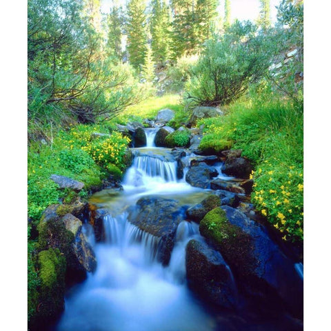 California Sky Meadows in the Sierra Nevada Mts White Modern Wood Framed Art Print by Talbot Frank, Christopher