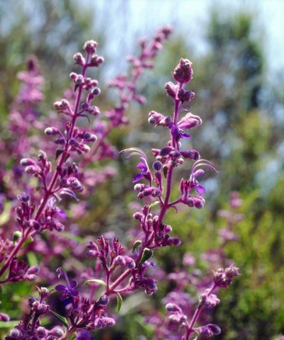 USA, California Wildflowers White Modern Wood Framed Art Print with Double Matting by Talbot Frank, Christopher
