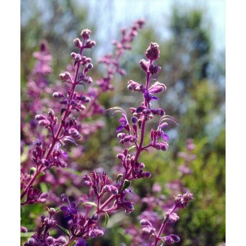 USA, California Wildflowers Black Modern Wood Framed Art Print by Talbot Frank, Christopher