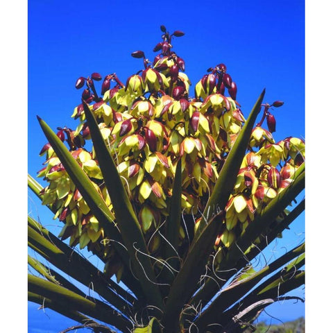 California Yucca Wildflowers in Torrey Pines SP Black Modern Wood Framed Art Print by Talbot Frank, Christopher