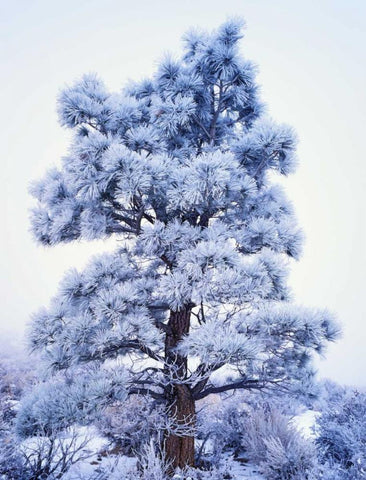 CA, Sierra Nevada Frost-covered Jeffrey Pine White Modern Wood Framed Art Print with Double Matting by Flaherty, Dennis