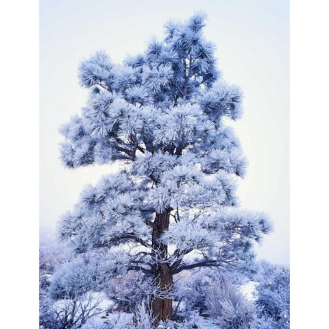 CA, Sierra Nevada Frost-covered Jeffrey Pine White Modern Wood Framed Art Print by Flaherty, Dennis