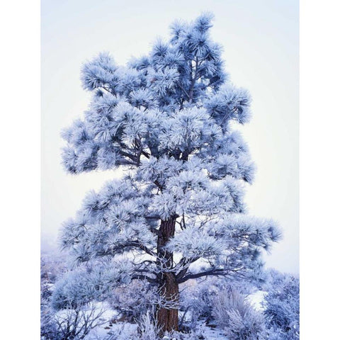 CA, Sierra Nevada Frost-covered Jeffrey Pine Black Modern Wood Framed Art Print by Flaherty, Dennis