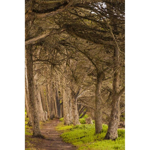 California, Morro Bay Path through the forest Black Modern Wood Framed Art Print by Illg, Cathy and Gordon