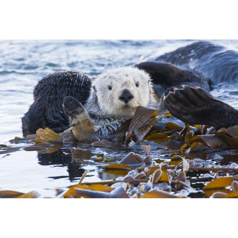 CA, San Luis Obispo, Sea otter wrapped in kelp White Modern Wood Framed Art Print by Illg, Cathy and Gordon