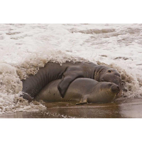 CA, San Luis Obispo Co, Northern elephant seals Black Modern Wood Framed Art Print by Illg, Cathy and Gordon