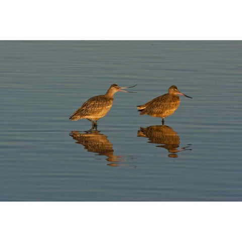 CA, Marbled godwits mating behavior Gold Ornate Wood Framed Art Print with Double Matting by Illg, Cathy and Gordon
