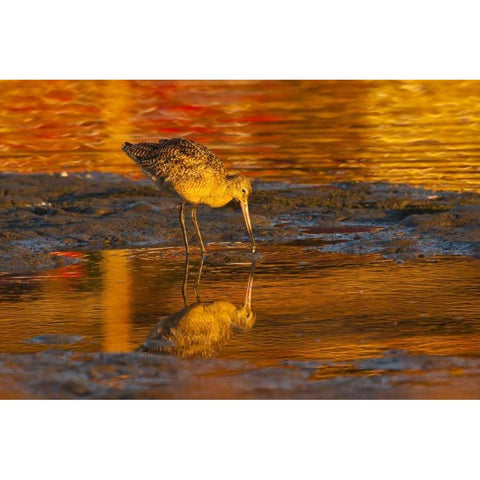 CA, San Luis Obispo Co, Marbled godwit Black Modern Wood Framed Art Print by Illg, Cathy and Gordon